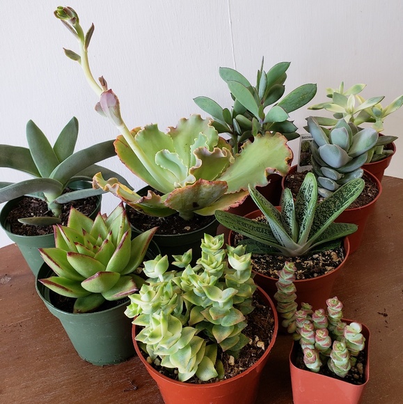 My Poshing Story. - Picture 2 of 4